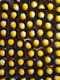 Lemon Burst Bonbon Collection